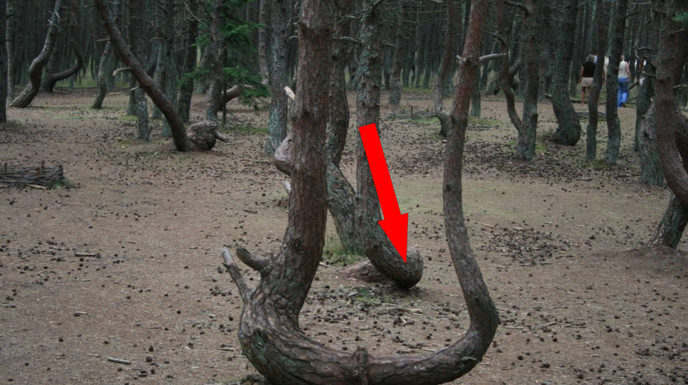    Танцующий лес на Куршской косе это аномалия или проделки древних сил