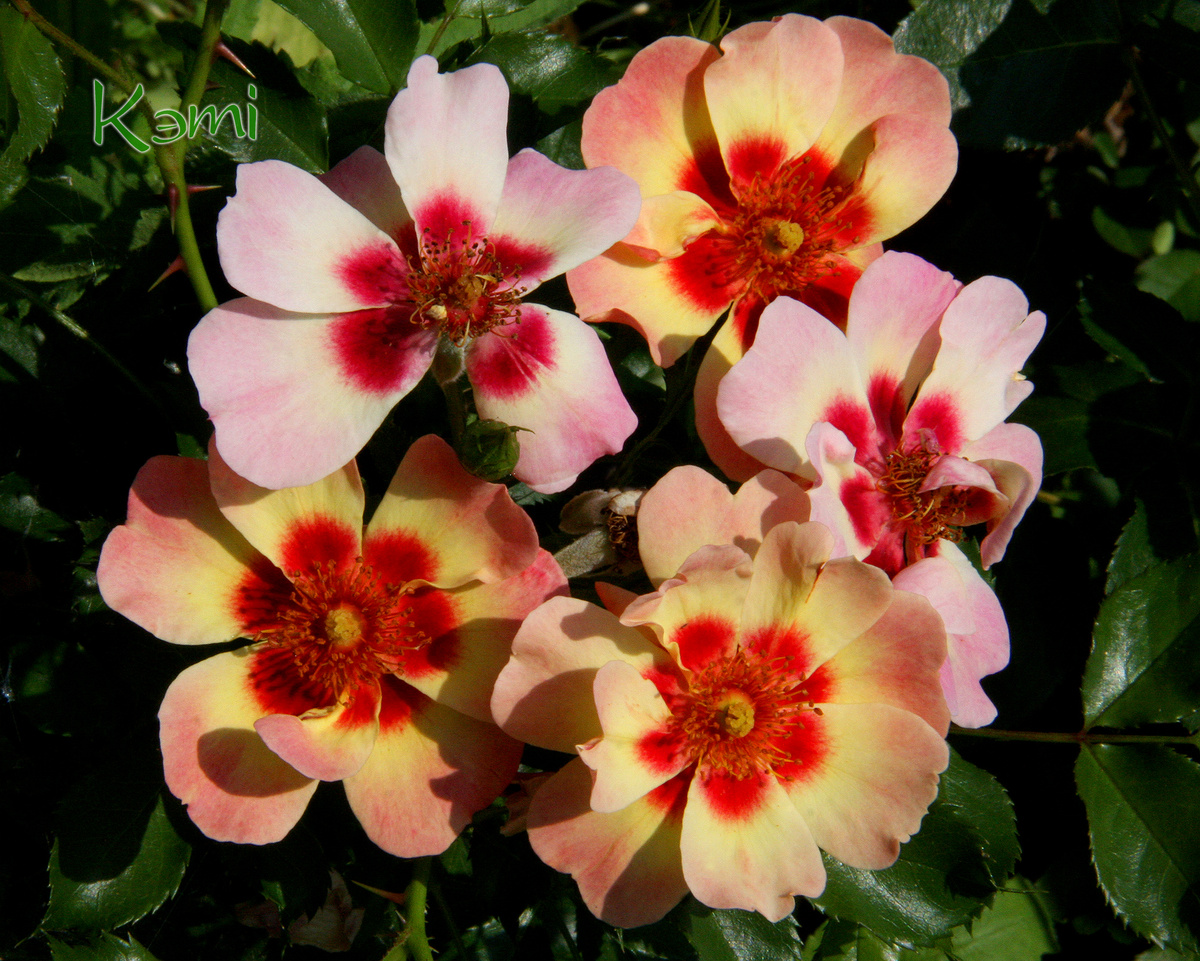 Моя мечта - роза  Blushing Babylon Eyes у меня в саду. Первый год. Цветение.