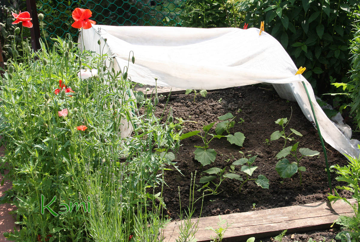 Огурцы посаженные рассадой 13 мая под крышей из ткани. 6 июня.