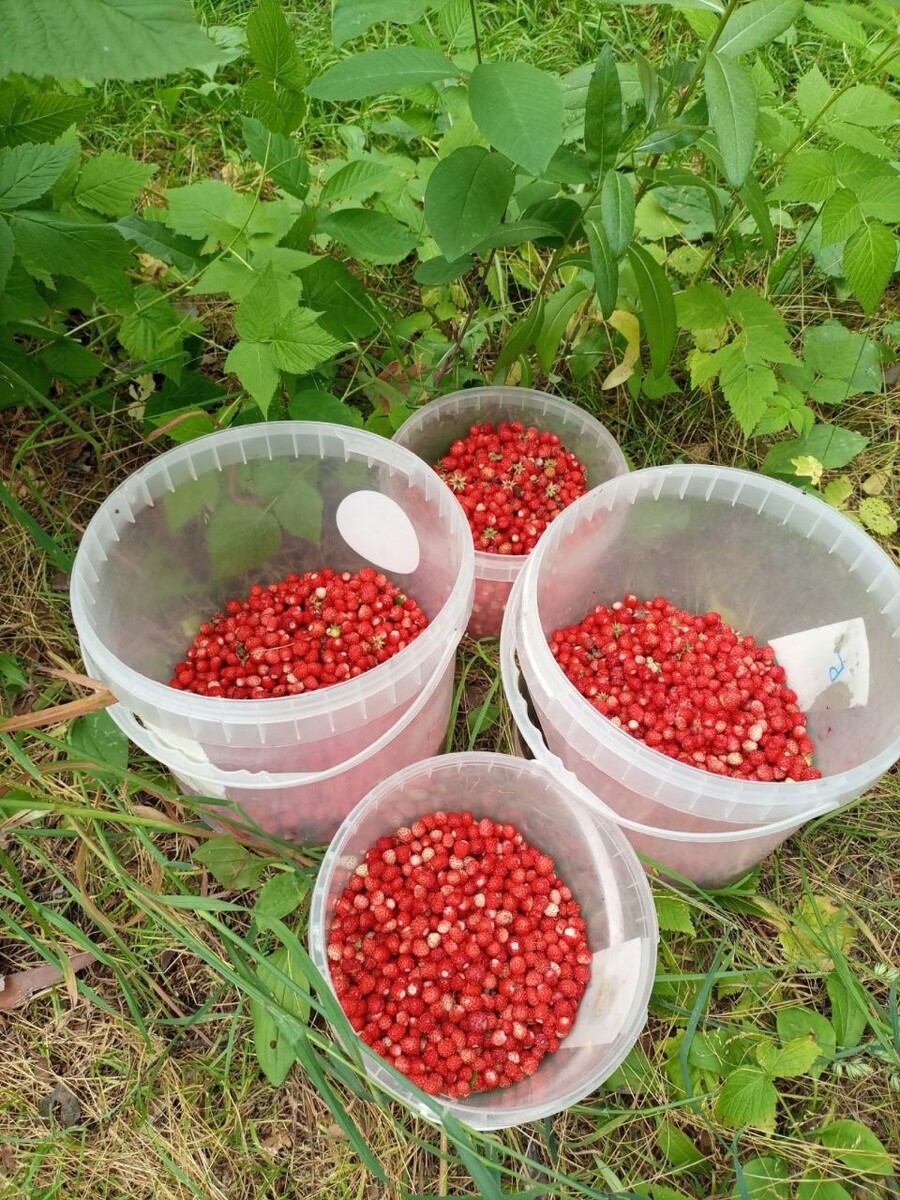    Земляника. Источник: "Грибы и Грибники Алтайского края"