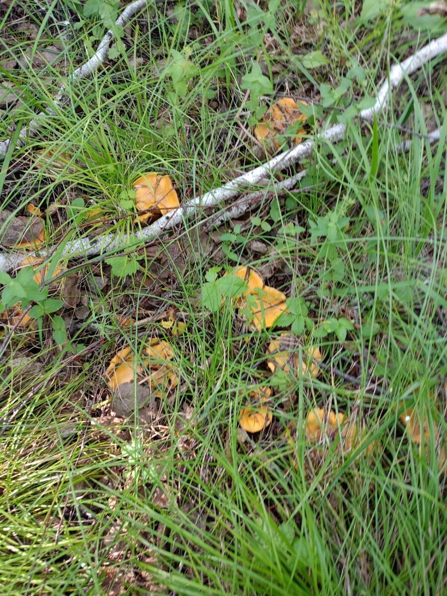    Лисички. Источник: "Грибы и Грибники Алтайского края"