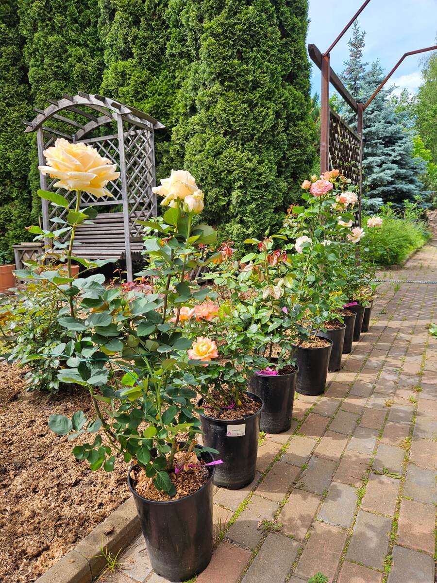 8 роз нового заказа из Русрозы, предназначенных для Садика Роз 