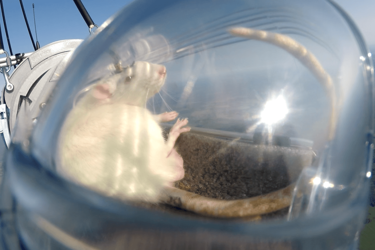 Пифия в специальной капсуле в стратосфере. Московская биотехлаборатория Neiry