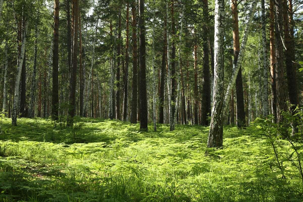    Вершина горы Копанной stalker