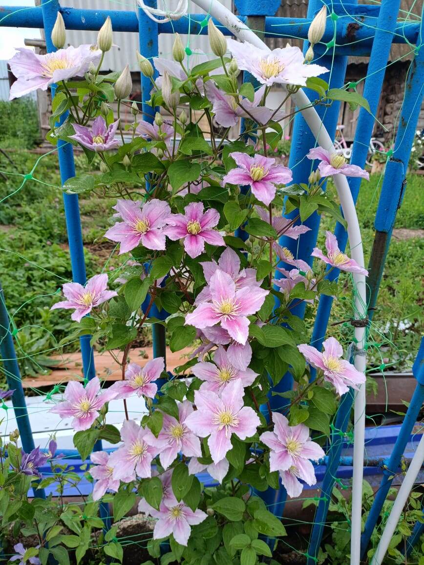 Розовенький