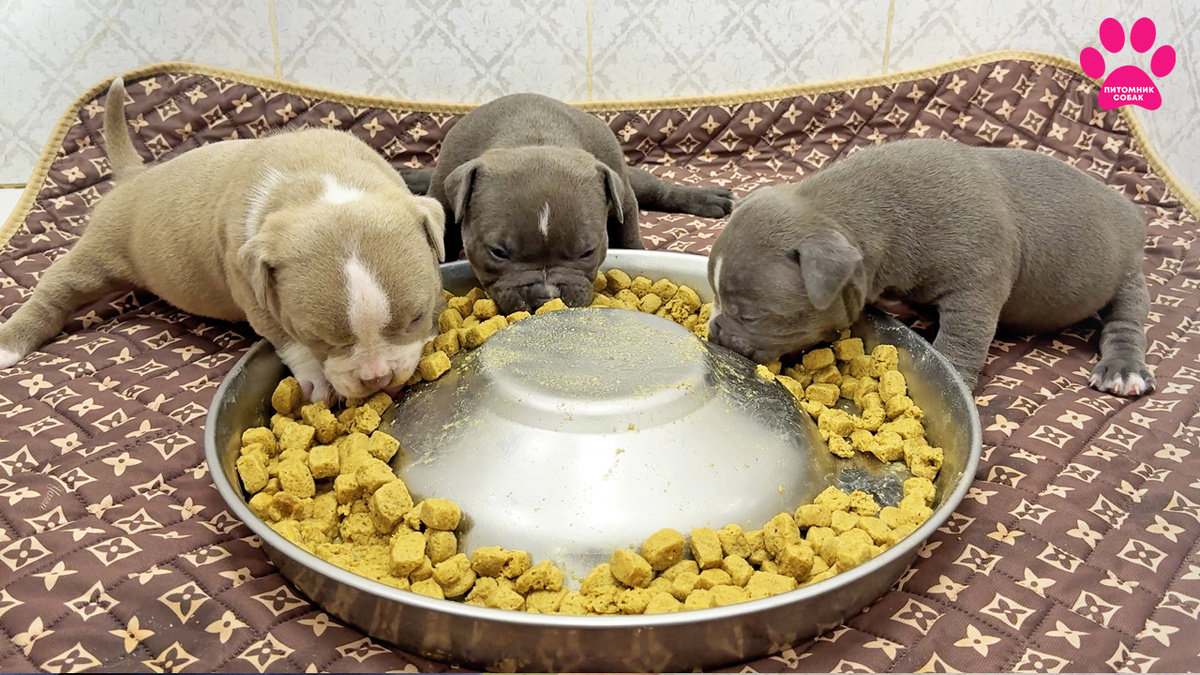 Щенки пробуют корм впервые в жизни