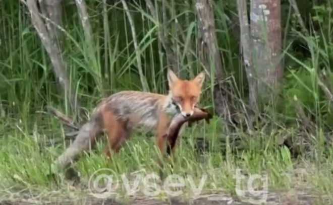    © Telegram-канал «Всеволожск | Новости | Live»