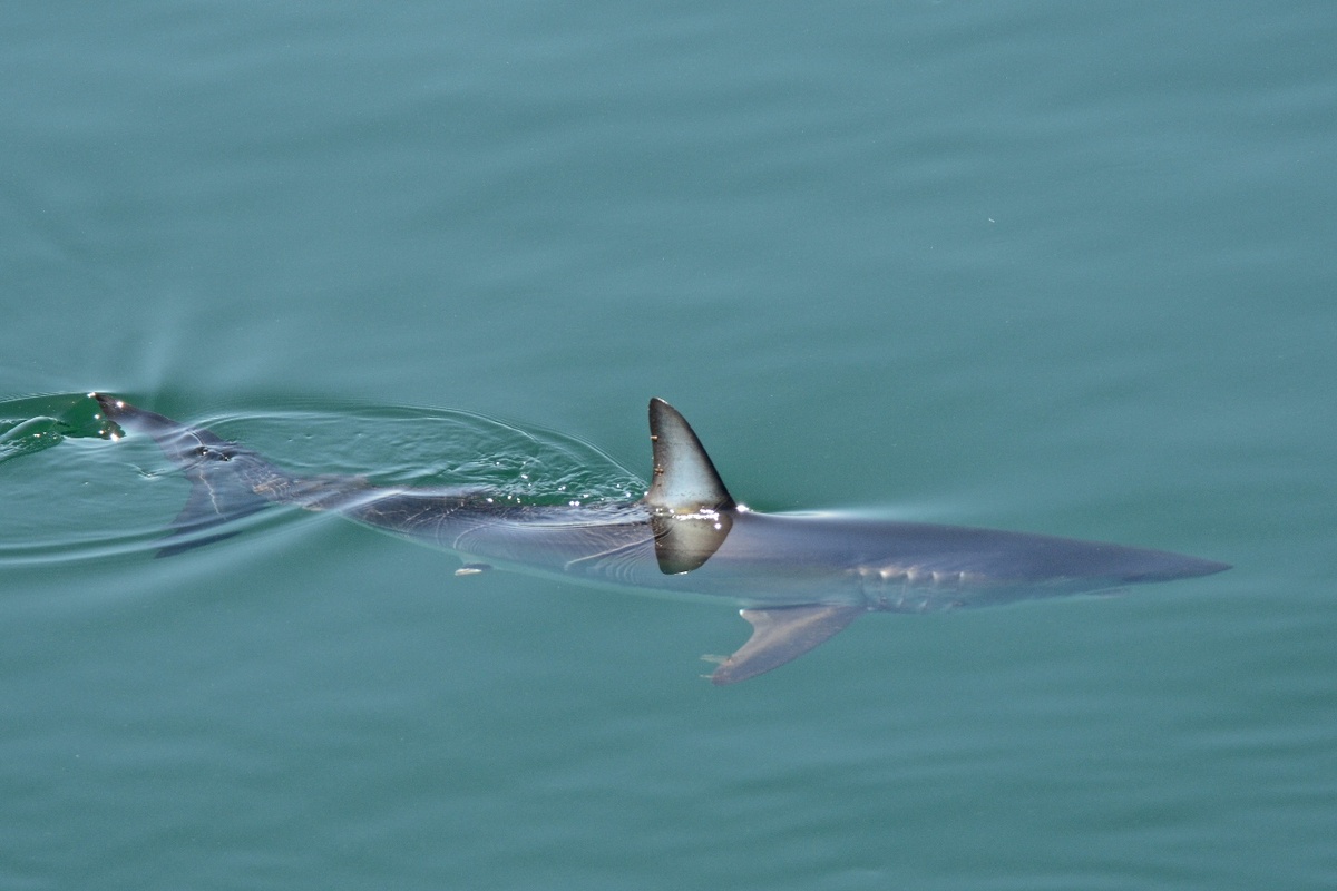     Фото: Kike Calvo/UIG Diverse/East News