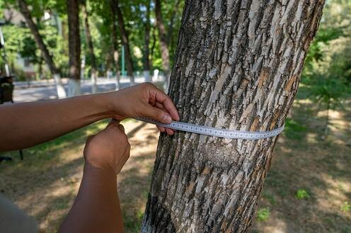 Фото с сайта zaminfoundation.ngo