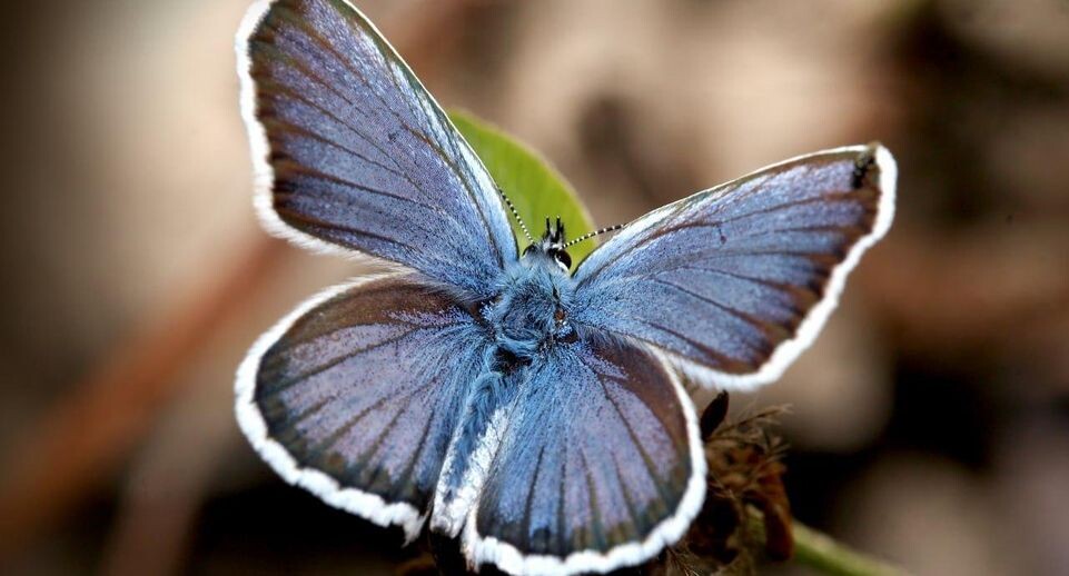    Колотилин А.В.