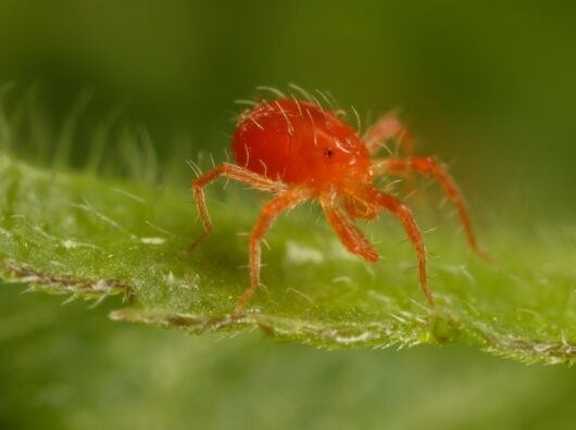    паутинный клещ // фото: sadovnikam.ru