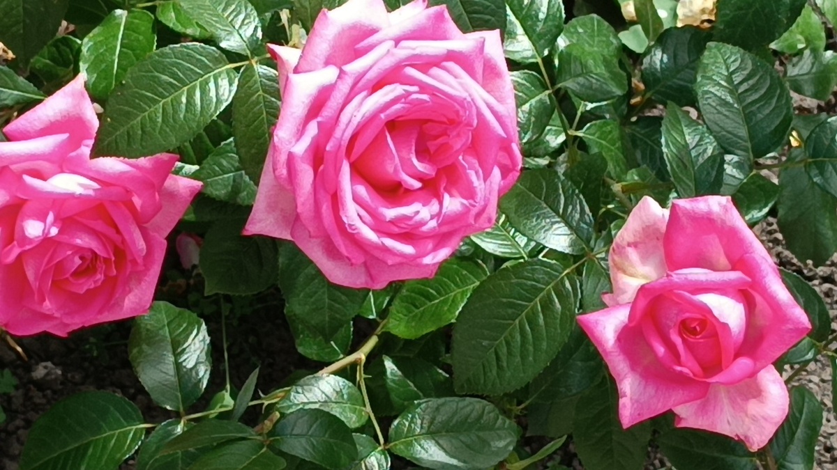 роза Вединг Белз (Wedding Bells)