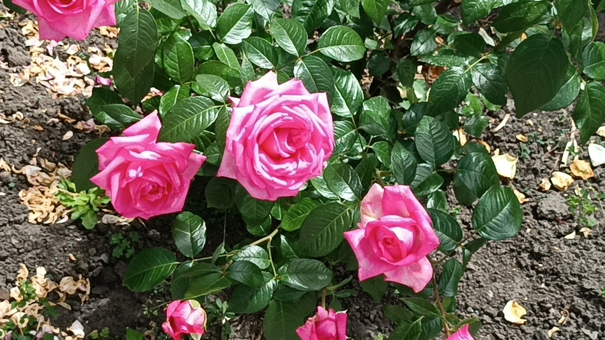 роза Вединг Белз (Wedding Bells