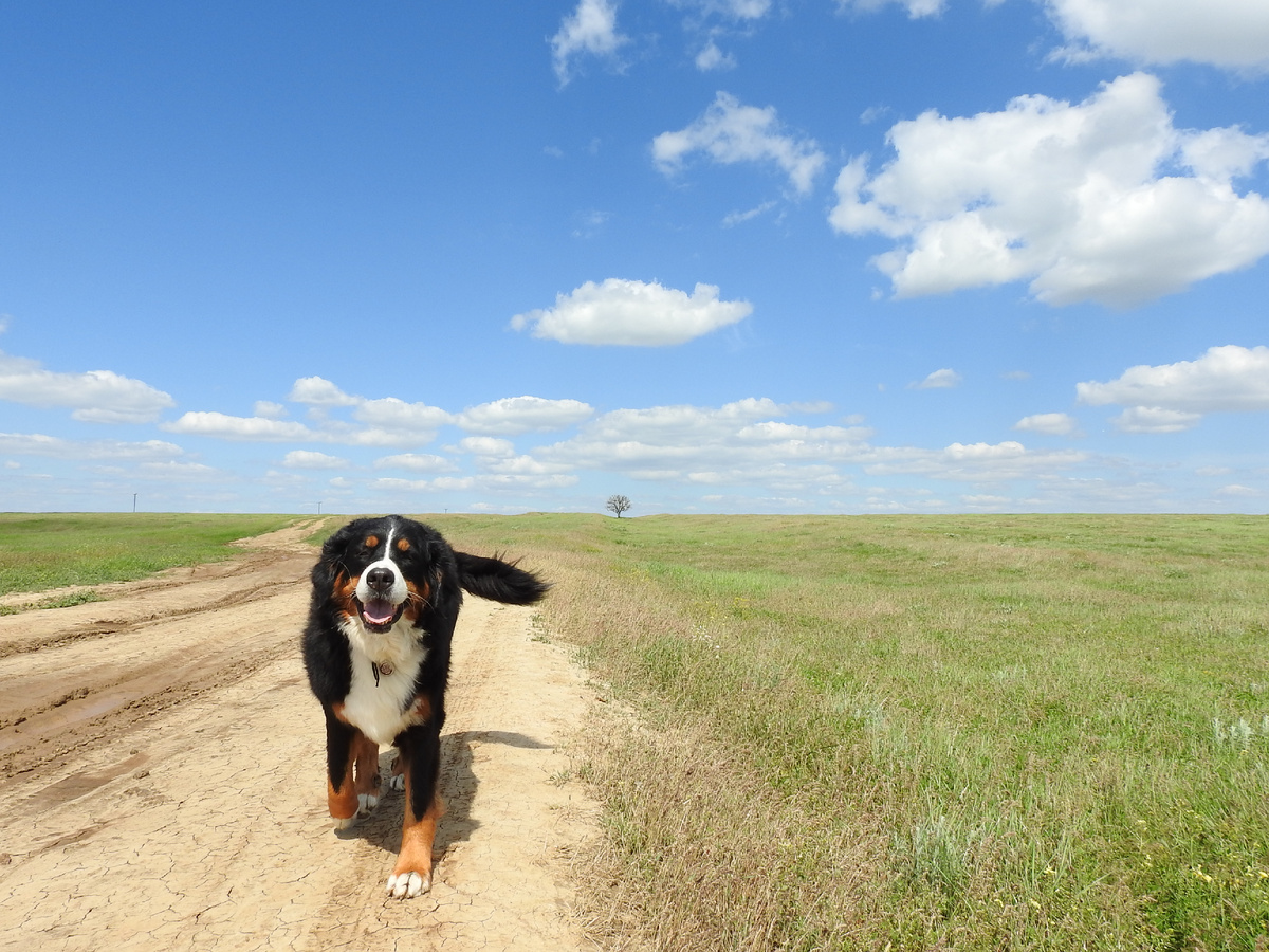Наша дорогая спутница