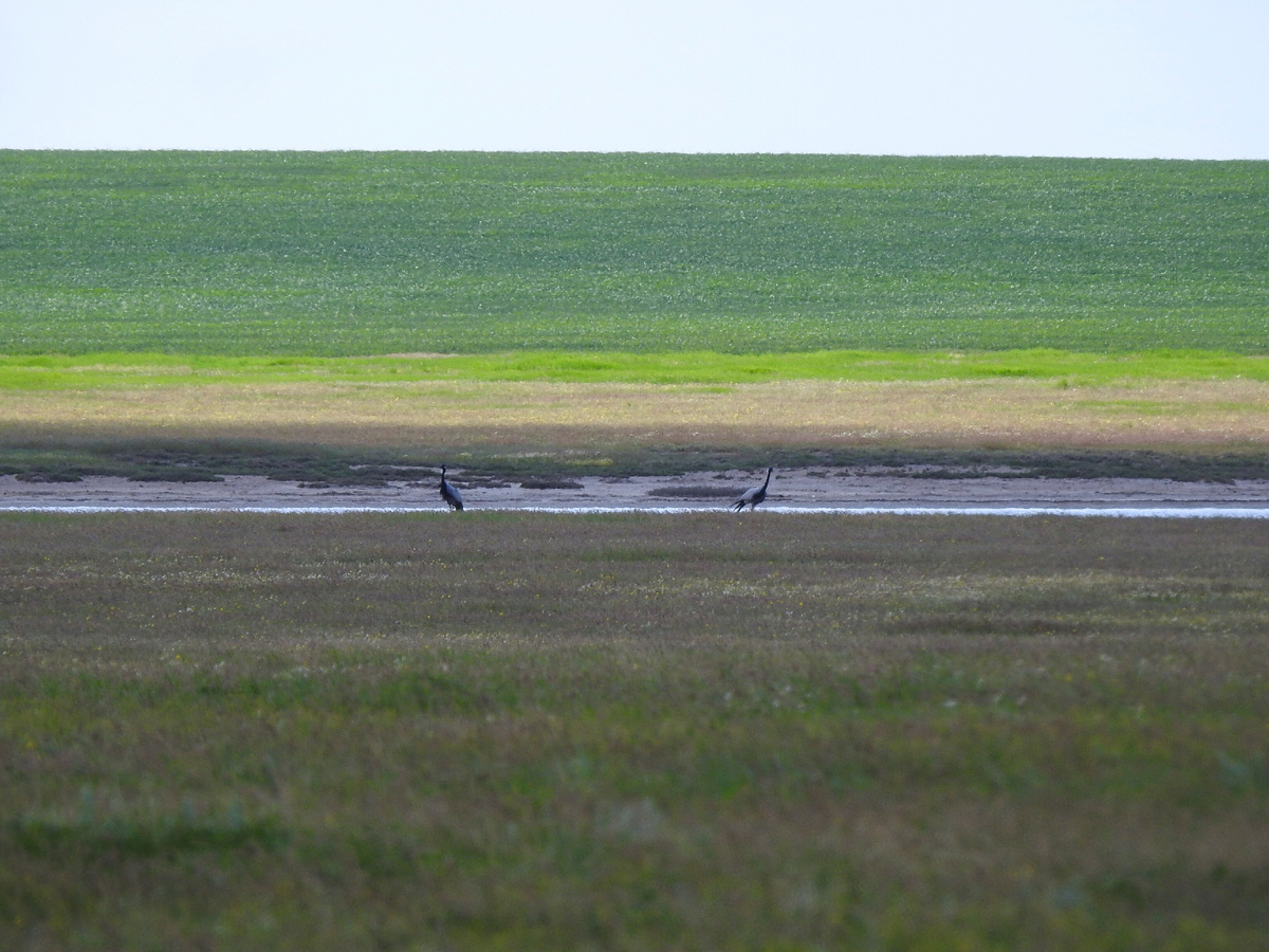Вот такие красавки только получились