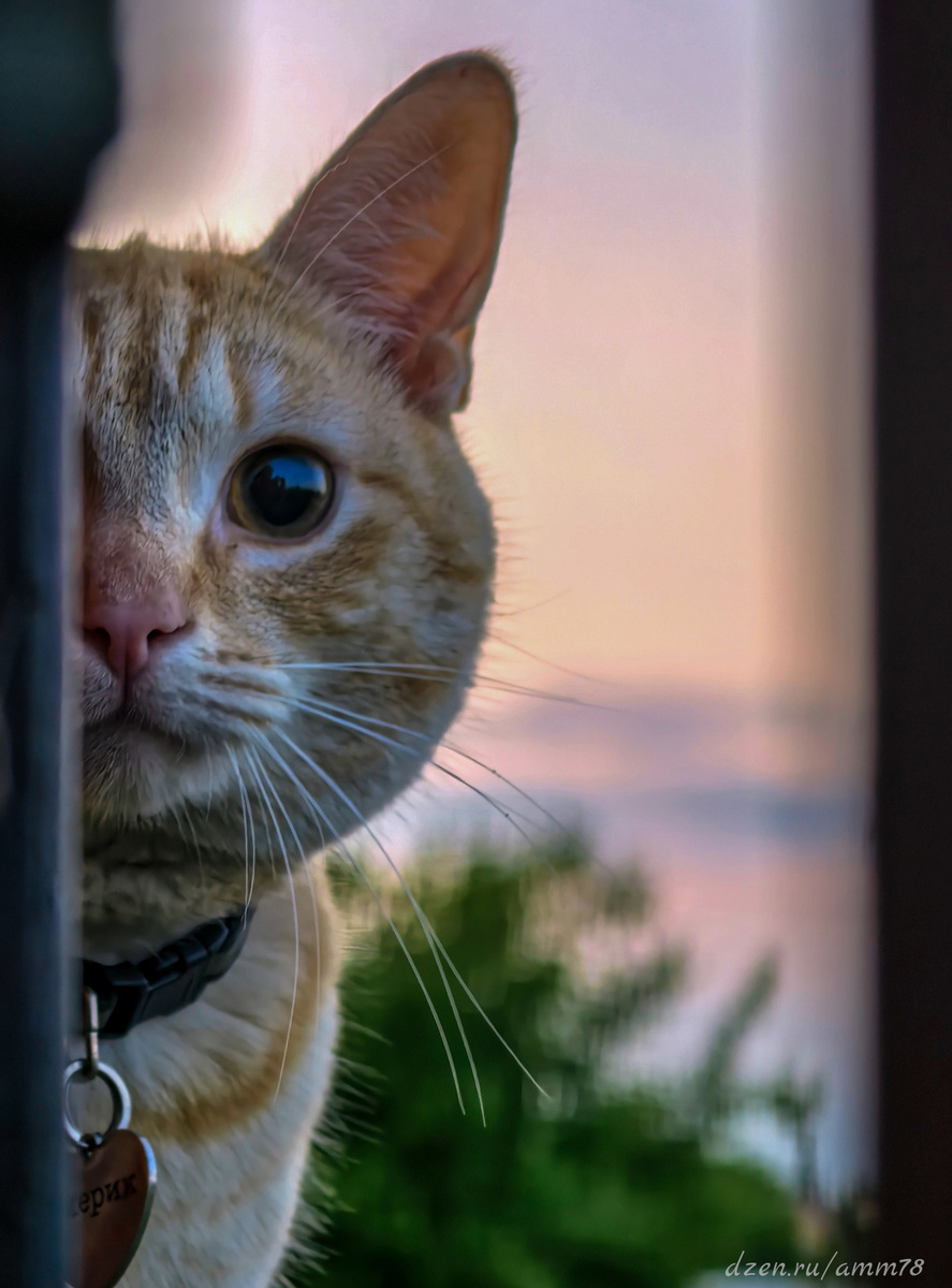 Huawei Pura 70 Pro; ЭФР=95мм; f/2.1; 1/220; ISO 50