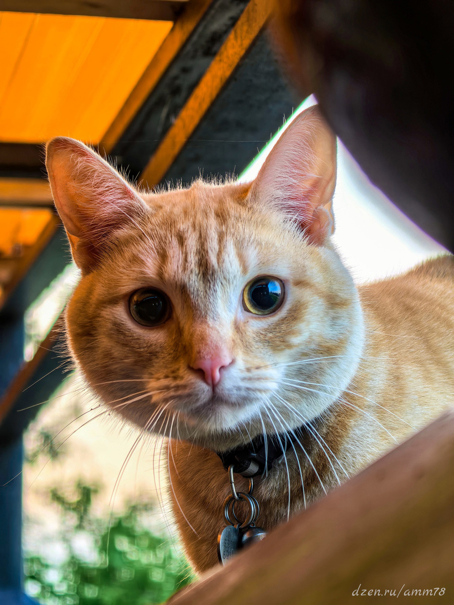 Huawei Pura 70 Pro; ЭФР=95мм; f/2.1; 1/100; ISO 125