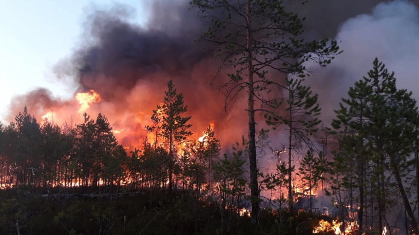    Фото: © РИА Новости/ФБУ «Авиалесоохрана»