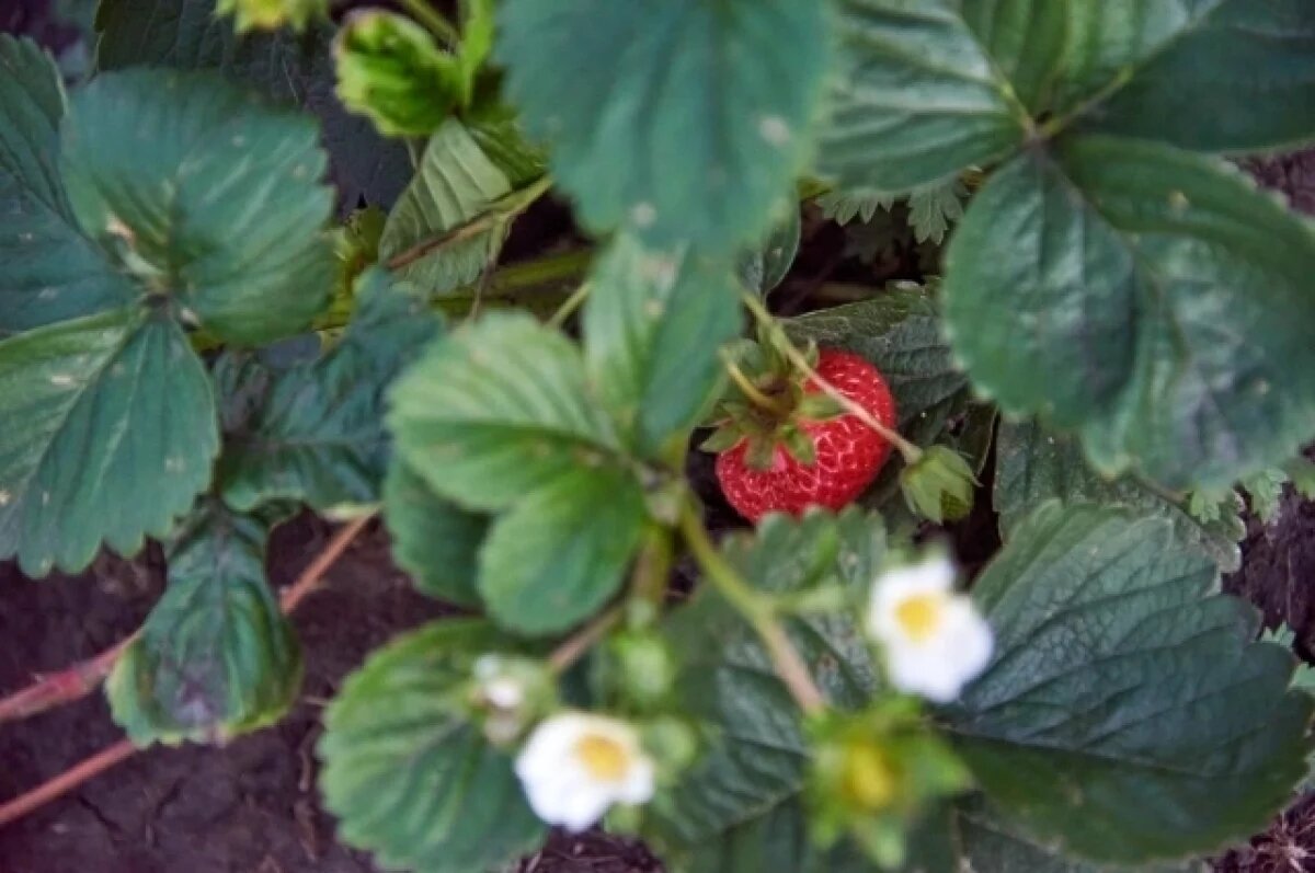    В Ярославской области стартовал сезон земляники