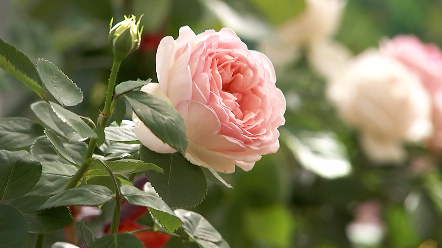    © АО "ТВ Центр"