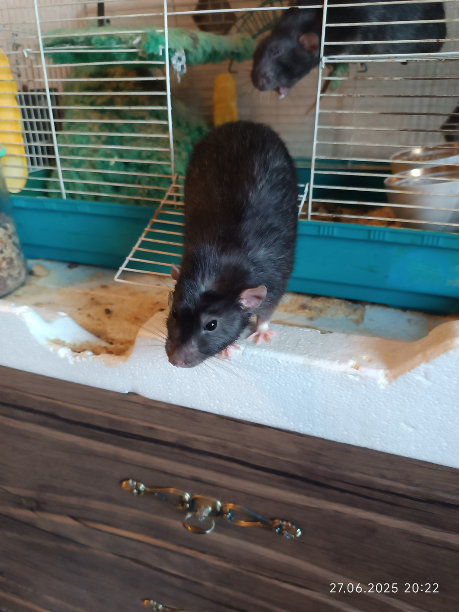 да да уже не видно, раньше пока были молодые и красивые, прям сильно понятно было кто Пумба, кто Тимон)