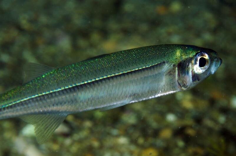 Черноморская атерина.