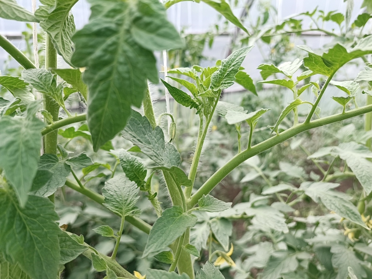 вот он этот пасынок