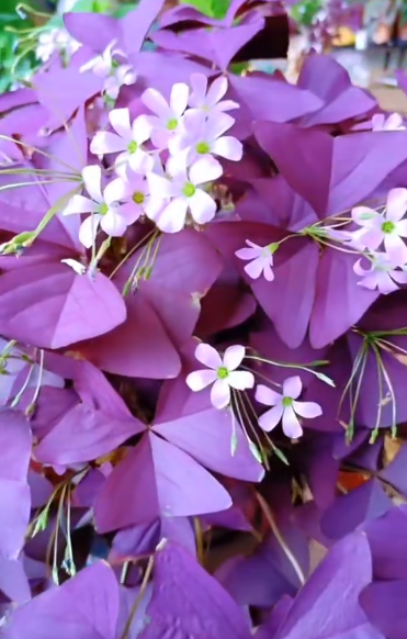 Оксалис (кислица)