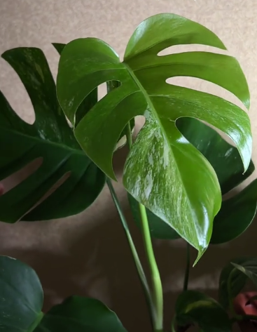 Размножение монстеры