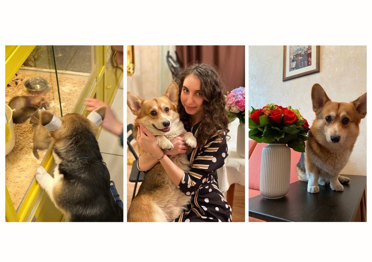 Фото дочки Тамары Зауровны с корги Вегасом 