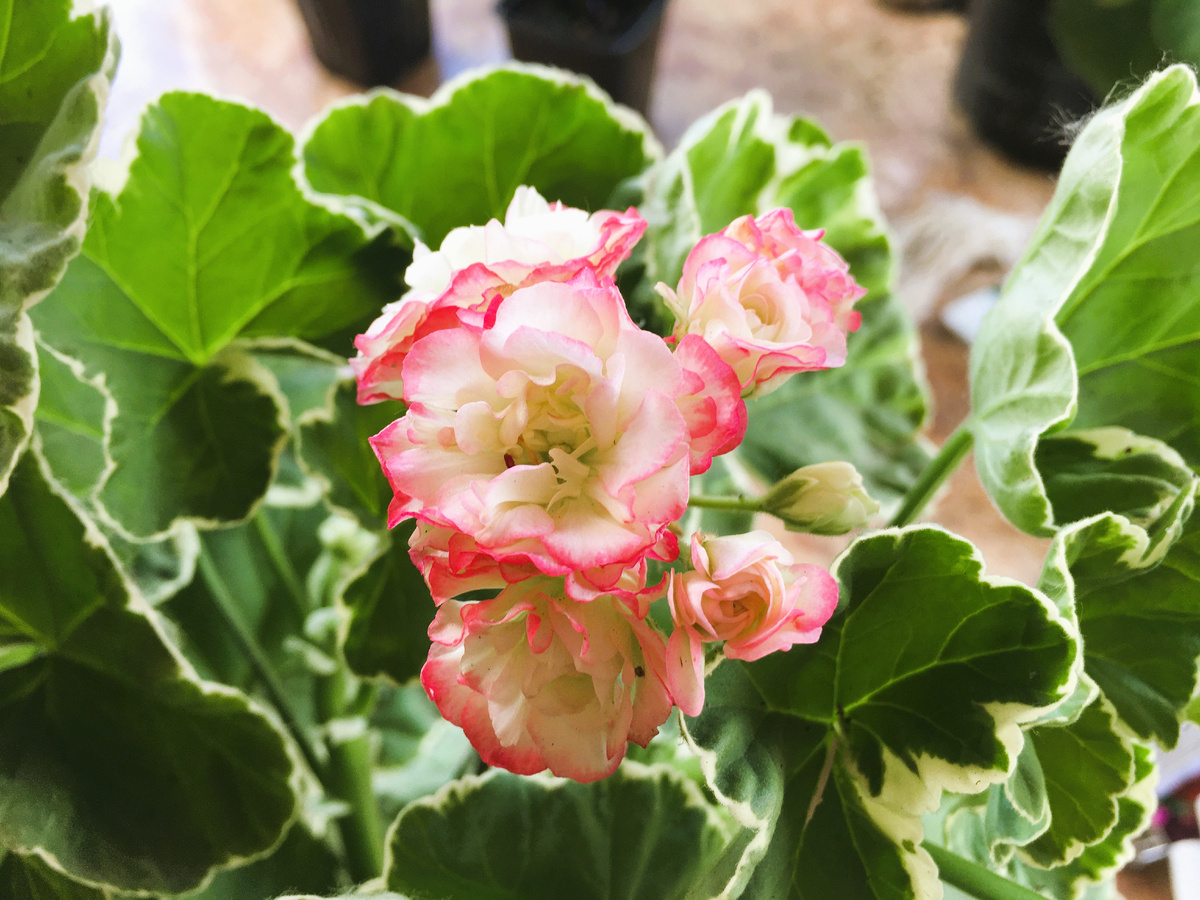 Первый цветонос на пеларгонии Uaito ringu. Второй уже побольше и набитее, больше бутончиков
