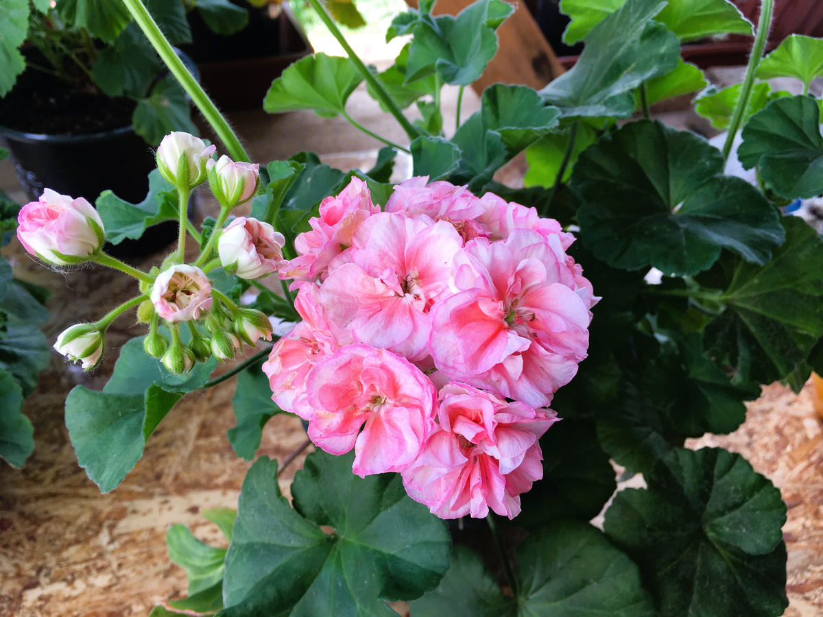 Пеларгония Jagershus Borre