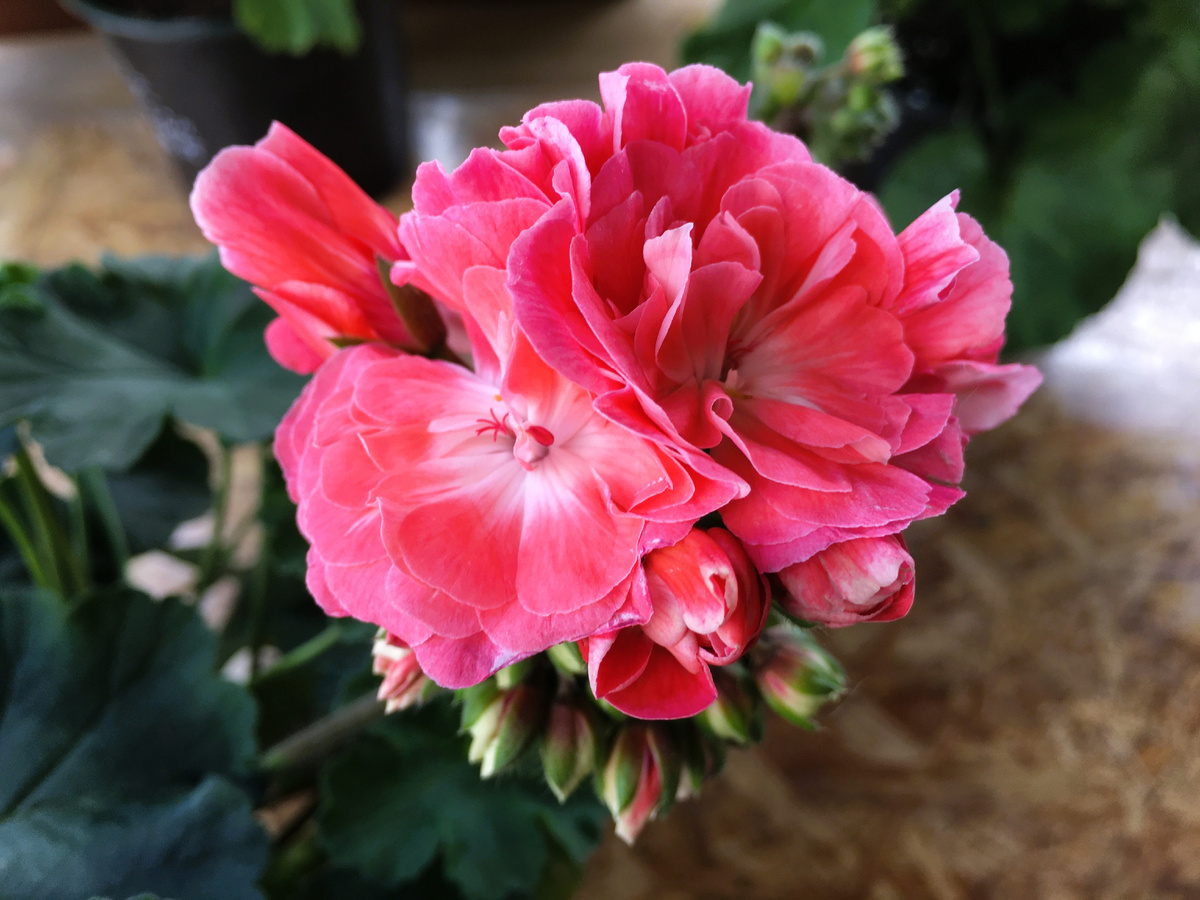 ������ �������� ���������� Hanna Novis