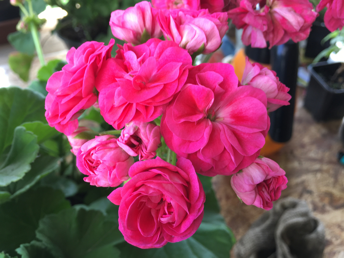 ��������������� Rosalinda