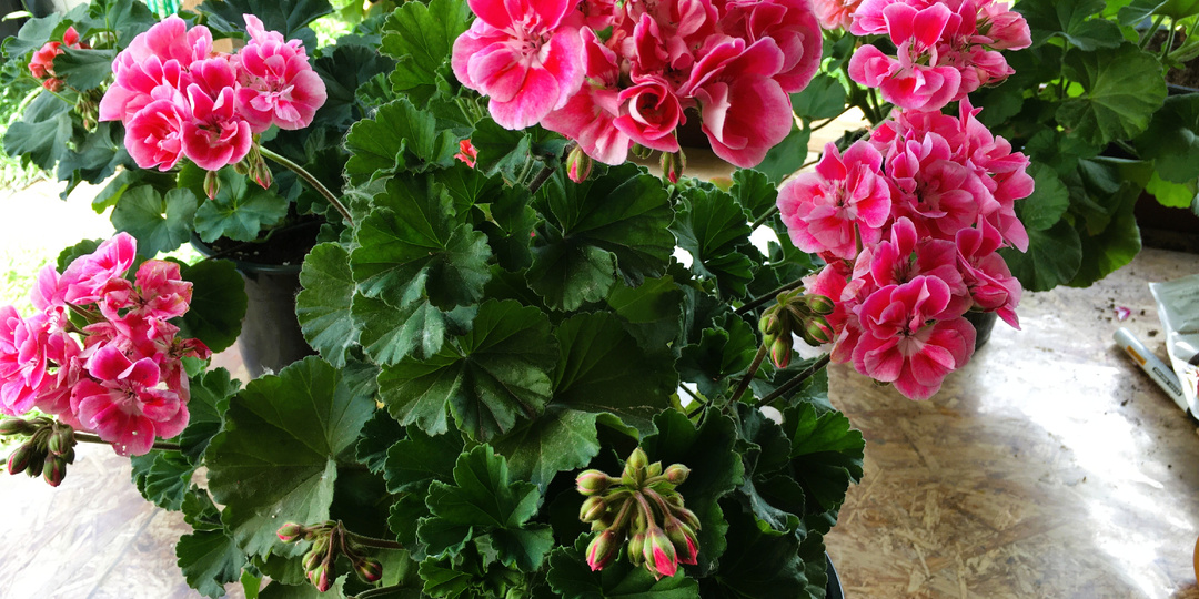 Как и чем кормить пеларгонию, чтобы пышно цвела