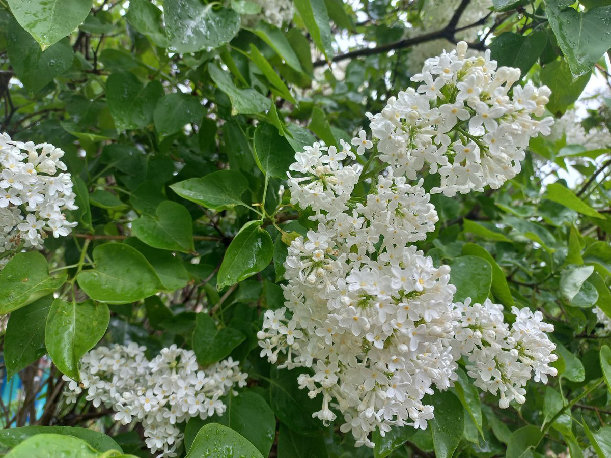 Фото автора.