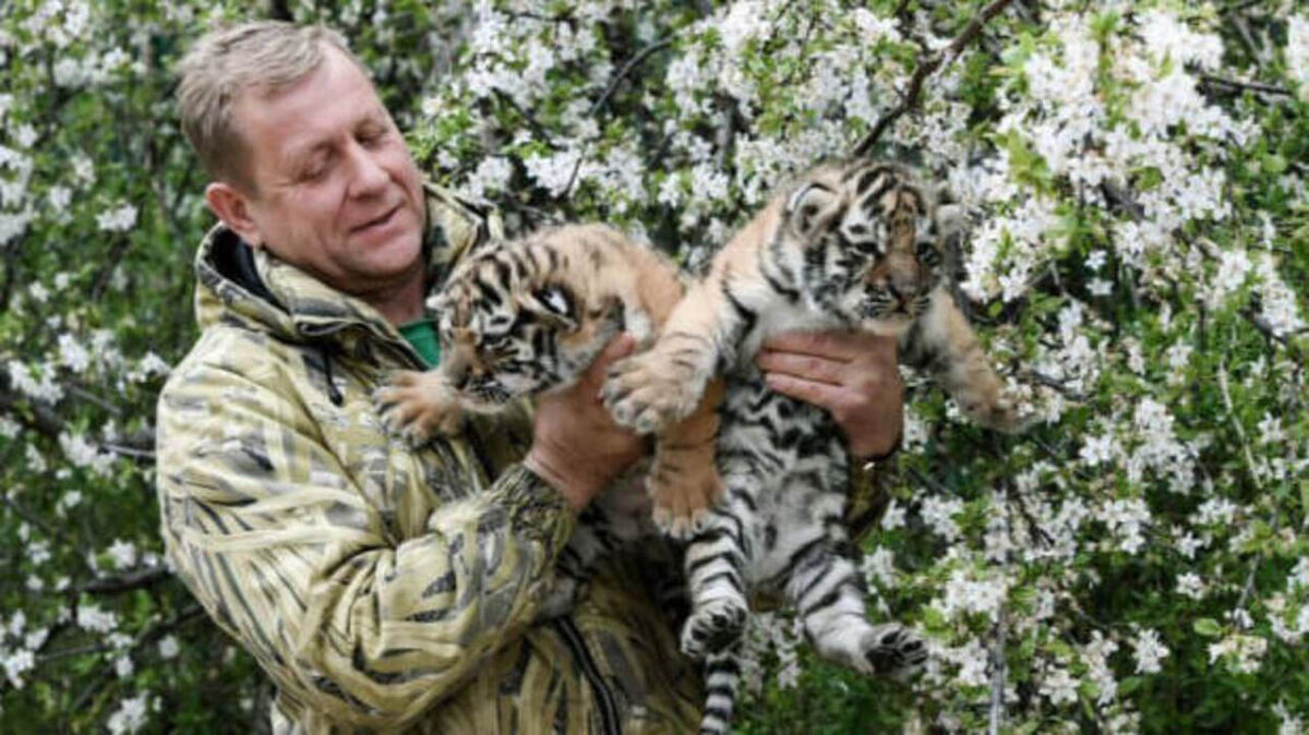    Курянин, на которого напал лев, идет на поправку