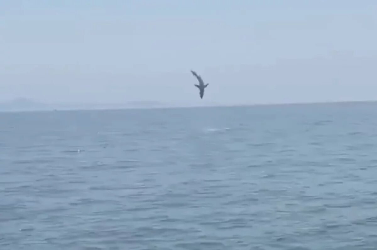    Эксперт Астахов: приплывшие в Россию акулы-людоеды мако угрожают дайверам