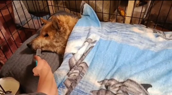 Кормили шприцем .