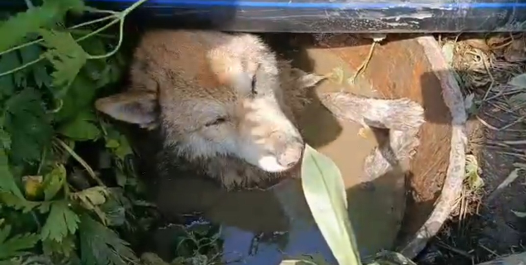 Безымянный ангел улетел на Радугу