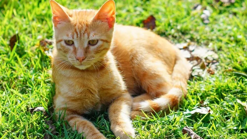    Котёнок Фарт принёс россиянке выигрыш в лотерею. Фото: Freepik