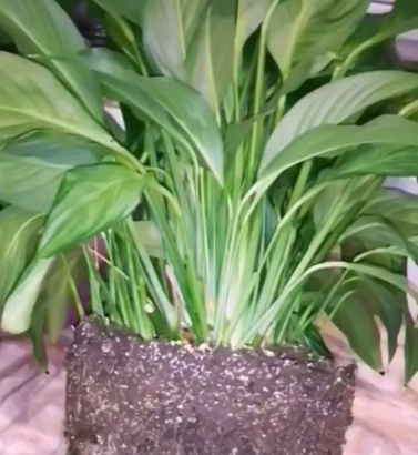 Как заставить спатифиллум цвести зимой и летом