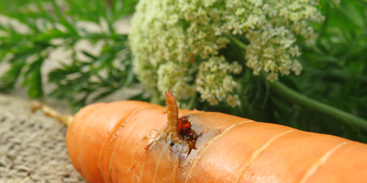 Проволочник в моркови