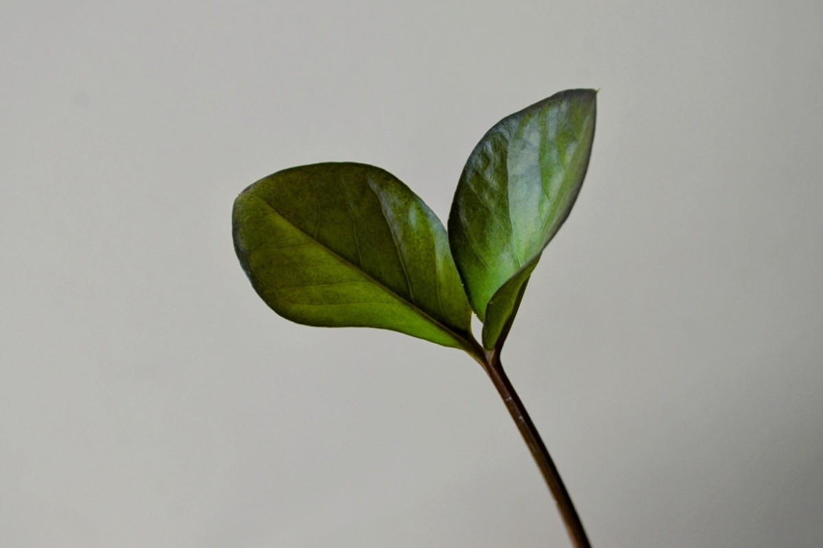 Bhupinder Bagga / Shuttersock / FOTODOM📷Долларовое дерево родом из Восточной Африки