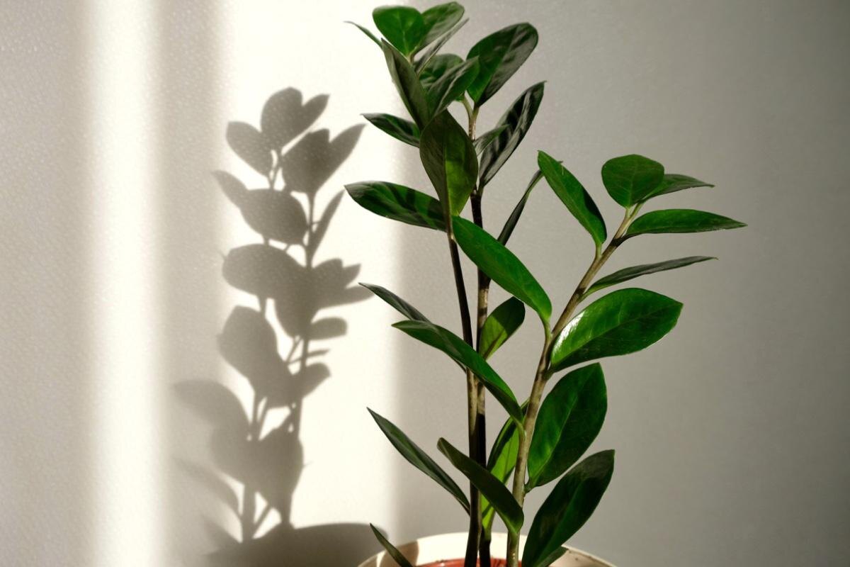    marishkaSm / Shuttersock / FOTODOM