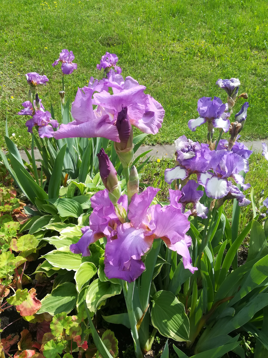 Городские ирисы