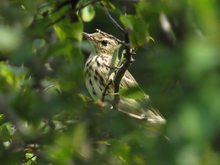 Фото: министерство природных ресурсов Курской области