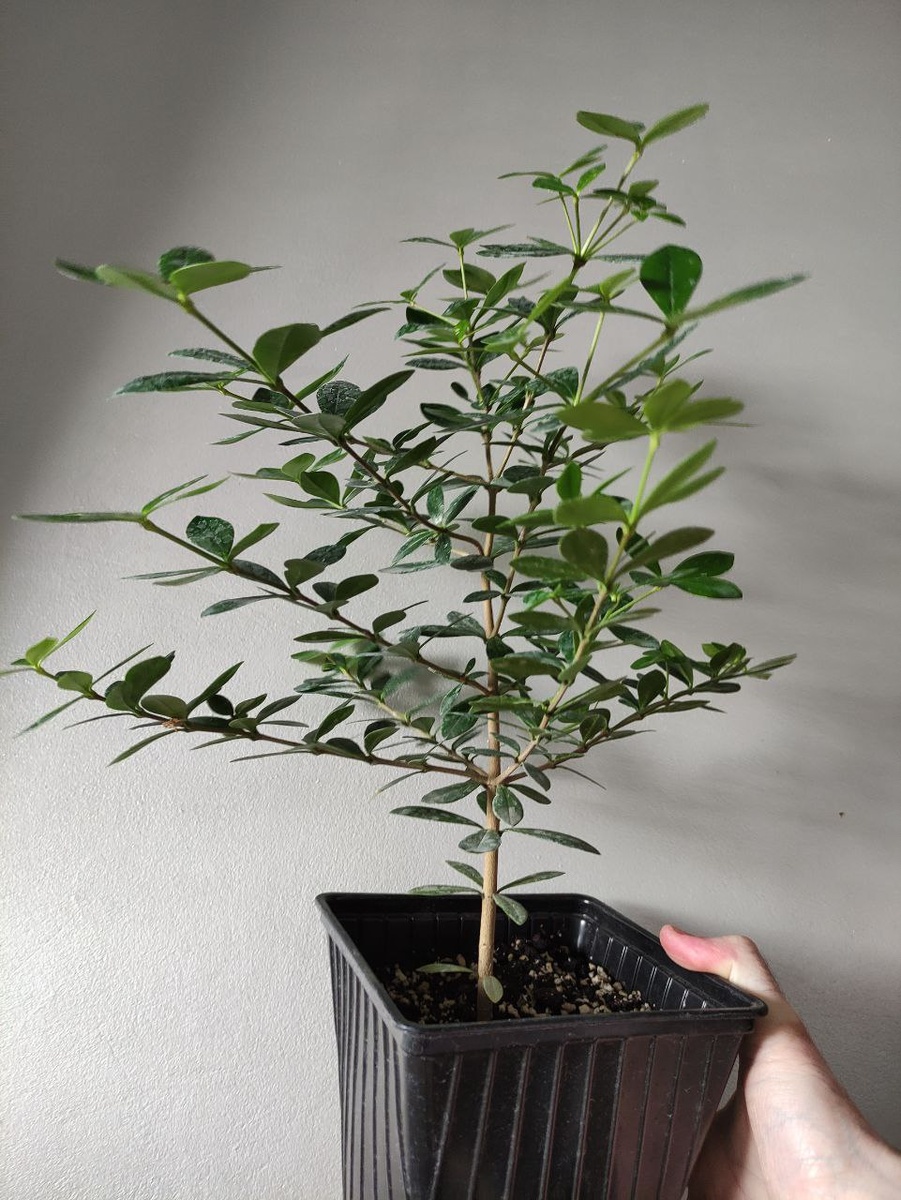 Моё фото. Аликсия сразу после покупки.