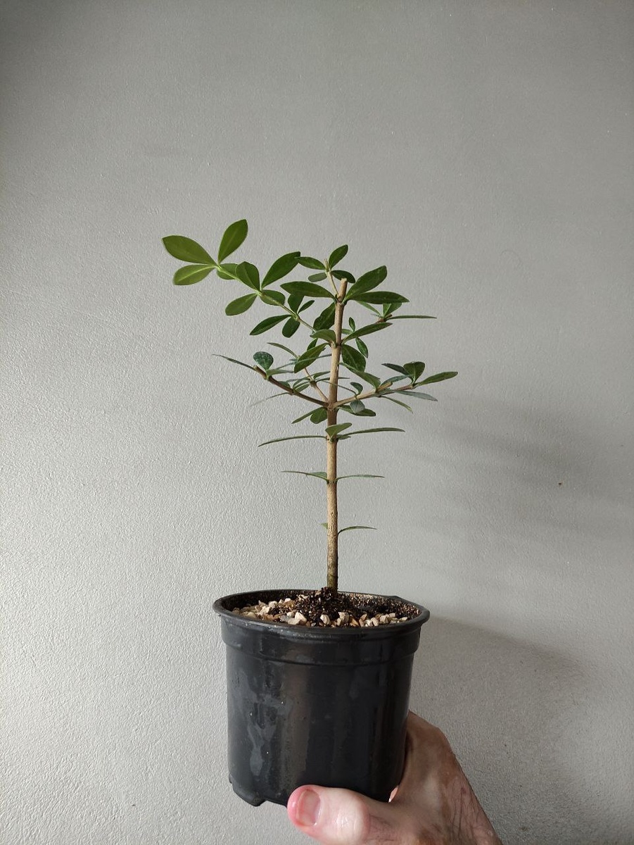 Моё фото. Аликсия после обрезки.