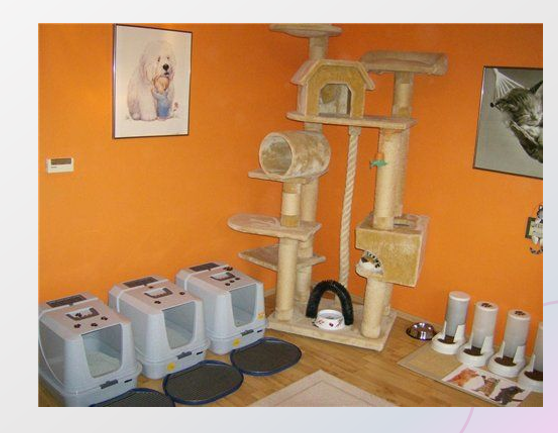 Лотки должны быть в разных углах помещения, чтобы конфликтующие животные не мешали походу в горшок. Корм и вода должны быть максимально удалены от туалетов